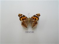 藏品(大紅蛺蝶)的圖片